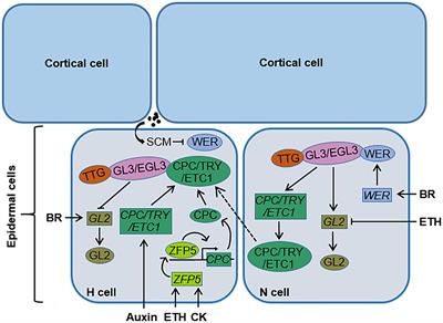 Regulation of Phytohormones on the Growth and Development of Plant Root Hair